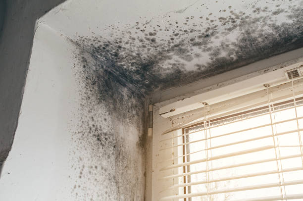 Trusted Crawl Space Mold Removal service in Benzonia, MI - Cheap Mold Removal