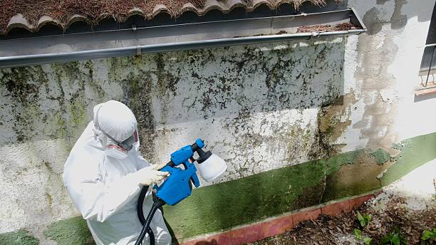 Trusted Black Mold Removal service in Benzonia, MI - Cheap Mold Removal